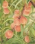 Picture of PEACH PERFECT