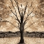 Picture of GOLD CANOPY TREE