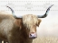 Picture of GET YOUR HORNS UP