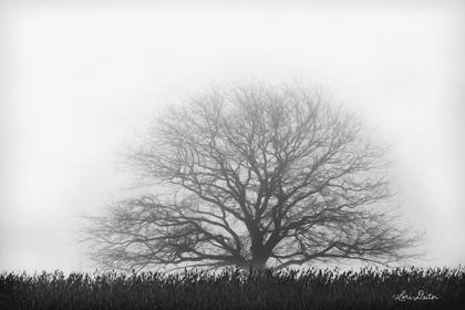Picture of FOGGY OLD TREE