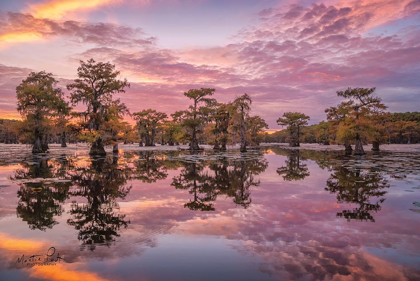 Picture of MAGNIFICENT SUNSET IN THE SWAMPS
