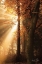Picture of THE BEST OF AUTUMN