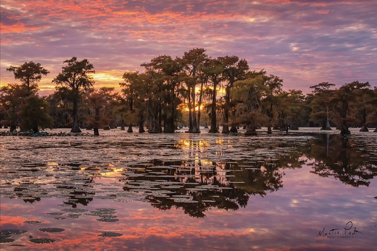 Picture of SUNDOWN IN THE SWAMPS