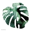 Picture of LEAVES LEAF