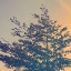 Picture of TREE HAZE