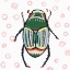 Picture of EMERALD BEETLE 