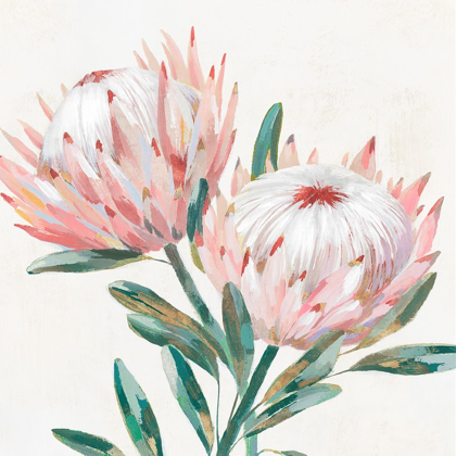 Picture of KING PROTEA I