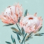 Picture of KING PROTEA I MINT VERSION 