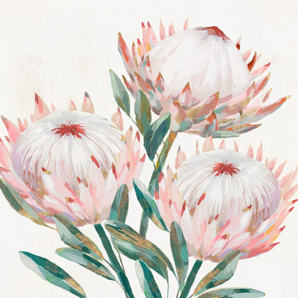 Picture of KING PROTEA II 