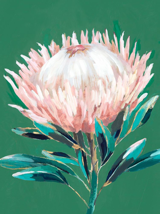 Picture of SINGLE KING PROTEA 