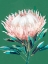 Picture of SINGLE KING PROTEA 