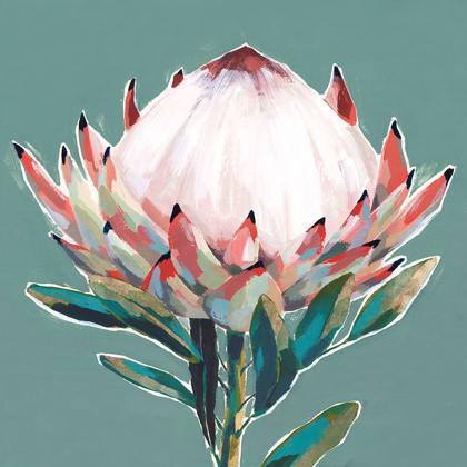 Picture of BLOOMING KING PROTEA 