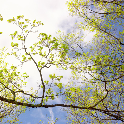 Picture of SPRING SKY I