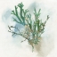 Picture of GREEN CORAL I 