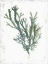 Picture of EMERALD CORAL I 