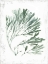 Picture of EMERALD CORAL II 