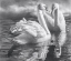 Picture of TWO SWANS