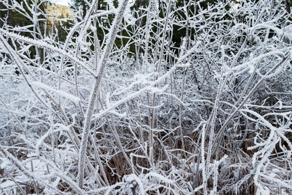 Picture of ICE PATTERN