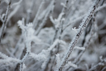 Picture of WINTER CRYSTALS