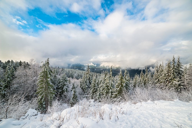 Picture of SNOWY SENTINELS