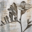 Picture of CHARDONNAY BOTANICALS VIII