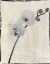 Picture of SILK BOTANICALS VI