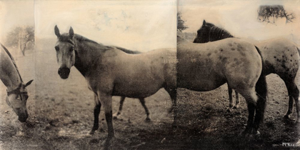 Picture of EXTENSION OF A HORSE