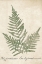 Picture of VINTAGE FERNS XI NO BORDER CROP