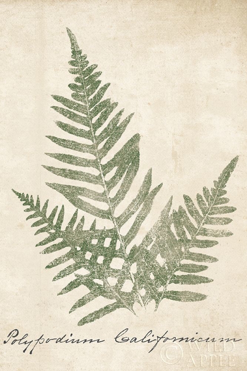 Picture of VINTAGE FERNS XI NO BORDER CROP