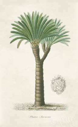 Picture of PALM TREE CYCAS CREST