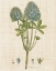 Picture of HERBAL BOTANY XV LINEN CROP