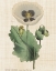 Picture of HERBAL BOTANY XVI LINEN CROP