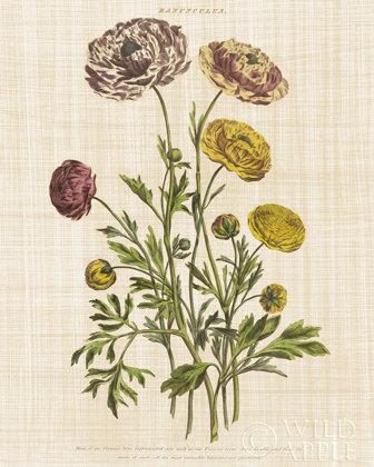 Picture of HERBAL BOTANY XXII V2 LINEN CROP