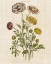 Picture of HERBAL BOTANY XXII V2 LINEN CROP