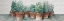 Picture of POTS OF HERBS II COTTAGE V2