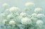 Picture of WHITE HYDRANGEA GARDEN SAGE CROP