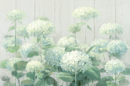 Picture of WHITE HYDRANGEA GARDEN SAGE ON WOOD CROP