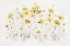 Picture of WILDFLOWERS I BRIGHT YELLOW