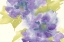 Picture of VIOLET AND GRAY II