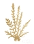 Picture of PACIFIC SEA MOSSES III GOLD