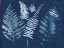 Picture of NATURE BY THE LAKE - FERNS I