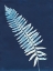 Picture of NATURE BY THE LAKE - FERNS IV
