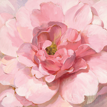 Picture of BLUSHING PEONY