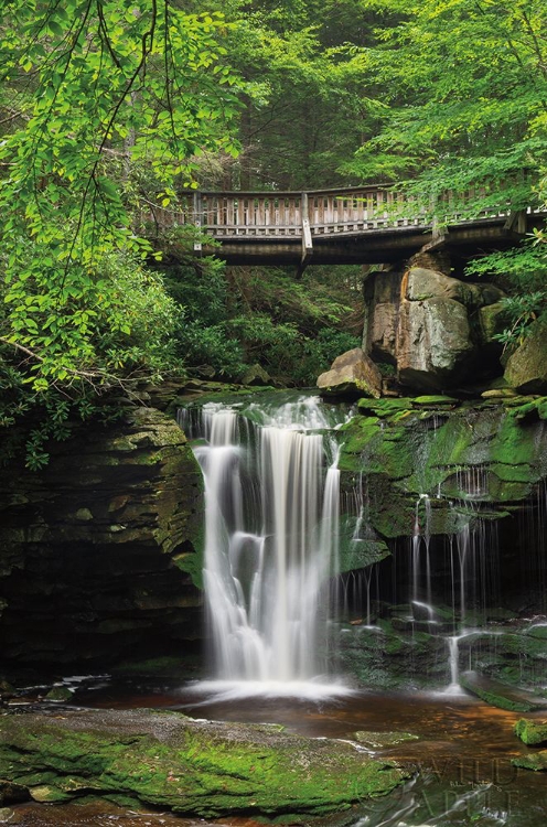 Picture of ELAKALA FALLS WEST II