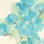 Picture of ARABIAN JASMINE I