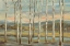 Picture of SILVER FOREST