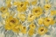 Picture of YELLOW ROSES