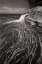 Picture of PICTURED ROCKS MICHIGAN I BW