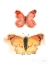 Picture of WATERCOLOR BUTTERFLIES IV