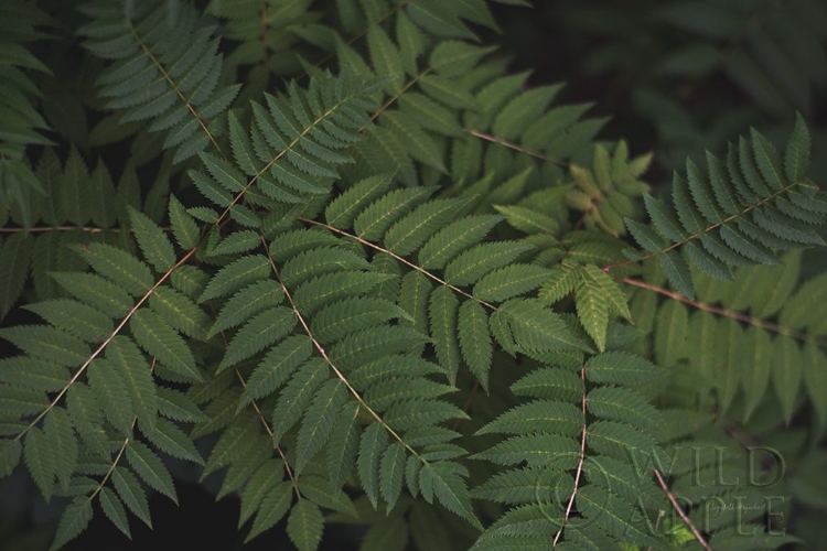 Picture of LEAFY VI